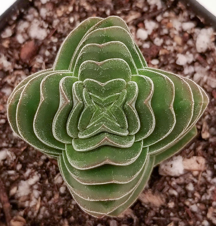 The Symmetry On My Succulent Crassula "Buddha's Temple", Also A Low-Key Demogorgon