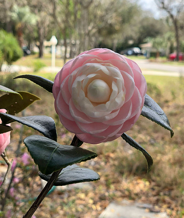 The Symmetry Of This Flower