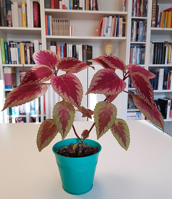 My Plant Is Growing Perfectly Symmetrically