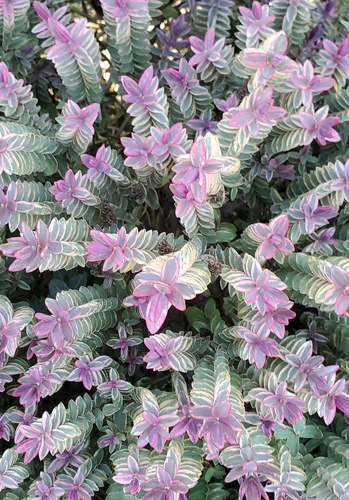 This Plant I Saw On A Nature Walk Looks 3D-Ish