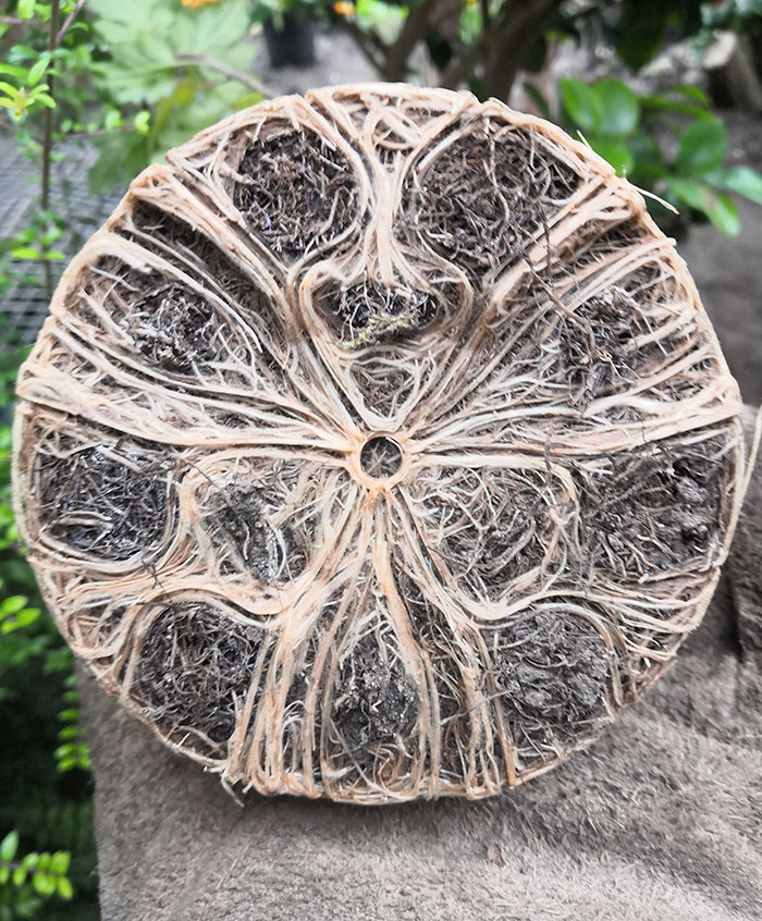 Roots Of This Plant I Repotted