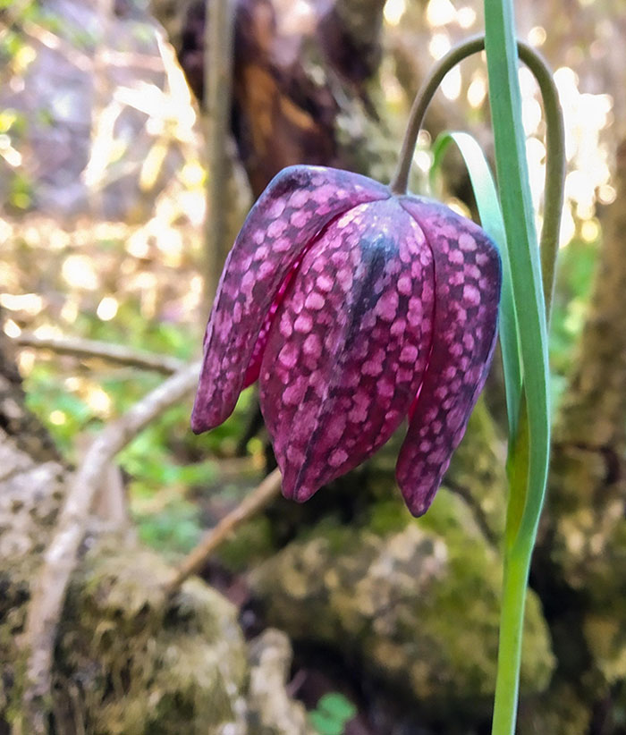 Found That In My Garden - I Think It's Pretty