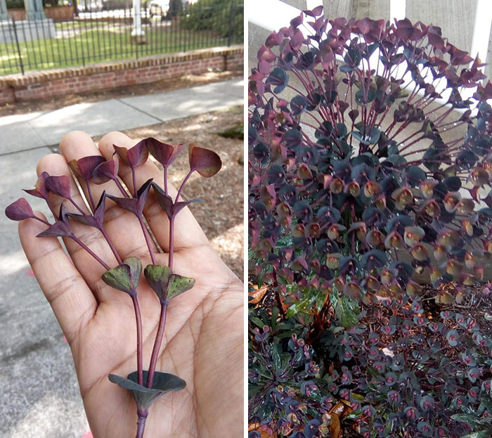 This Plant That Has Exactly Two Branches At Each Node