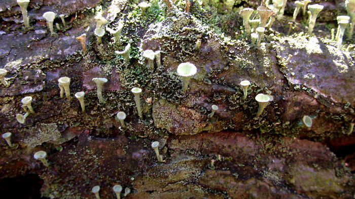 "Mini-Forrest" Growing On A Fallen Tree