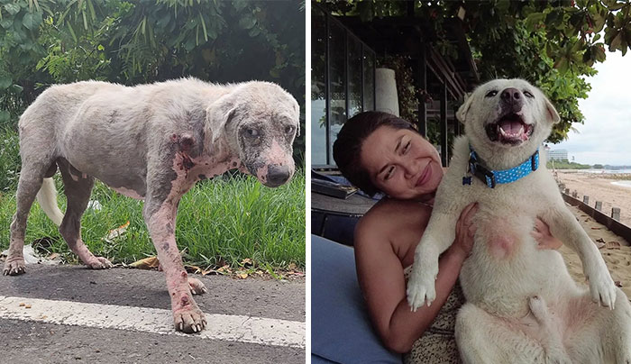 Hairless Dog Found By Gas Station Becomes A Fluffy, Lovable Giant