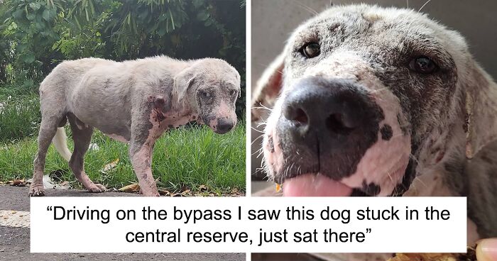 Hairless Dog Found By Gas Station Becomes A Fluffy, Lovable Giant