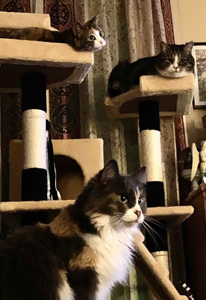 Harleyquinn, Poison Ivy, And Eleven, Caught Together In One Pic For The First Time