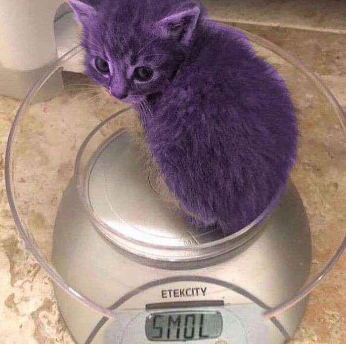 Purple Kitty