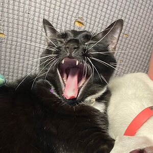 juggalettekt1992 avatar