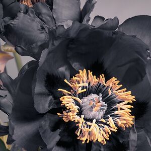 jenniferhartline avatar