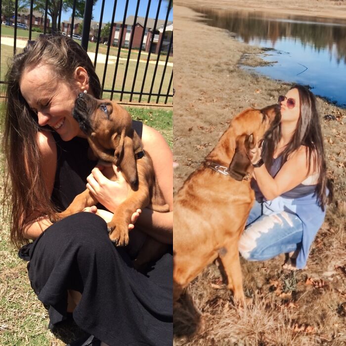 8 Lbs vs. 145 Lbs. Mommas Boy Roscoe The Bloodhound