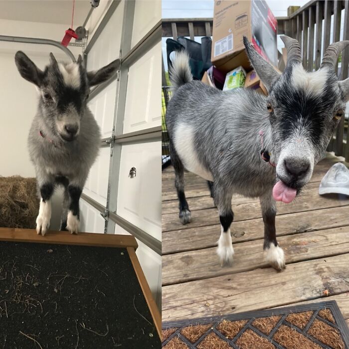 The G.o.a.t. Aged 5 Months