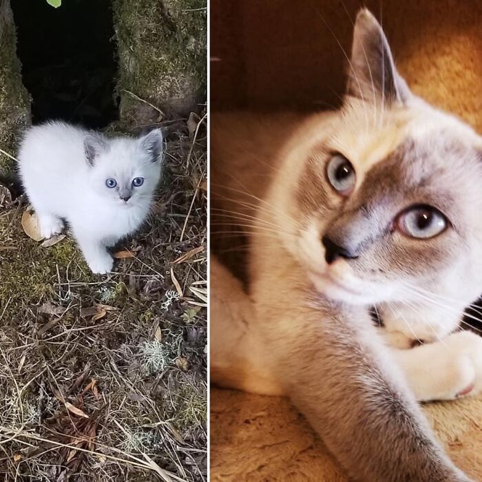 My Furry Little Kitty. She Rules The House And Has Since Day One.