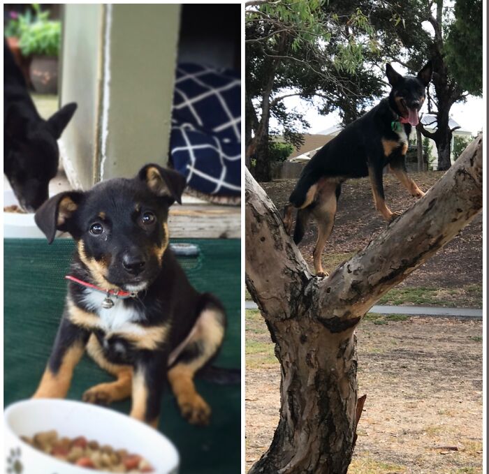 Peggy The Koolie 8 Weeks & 4 Yrs. Strange Looking Drop Bear!