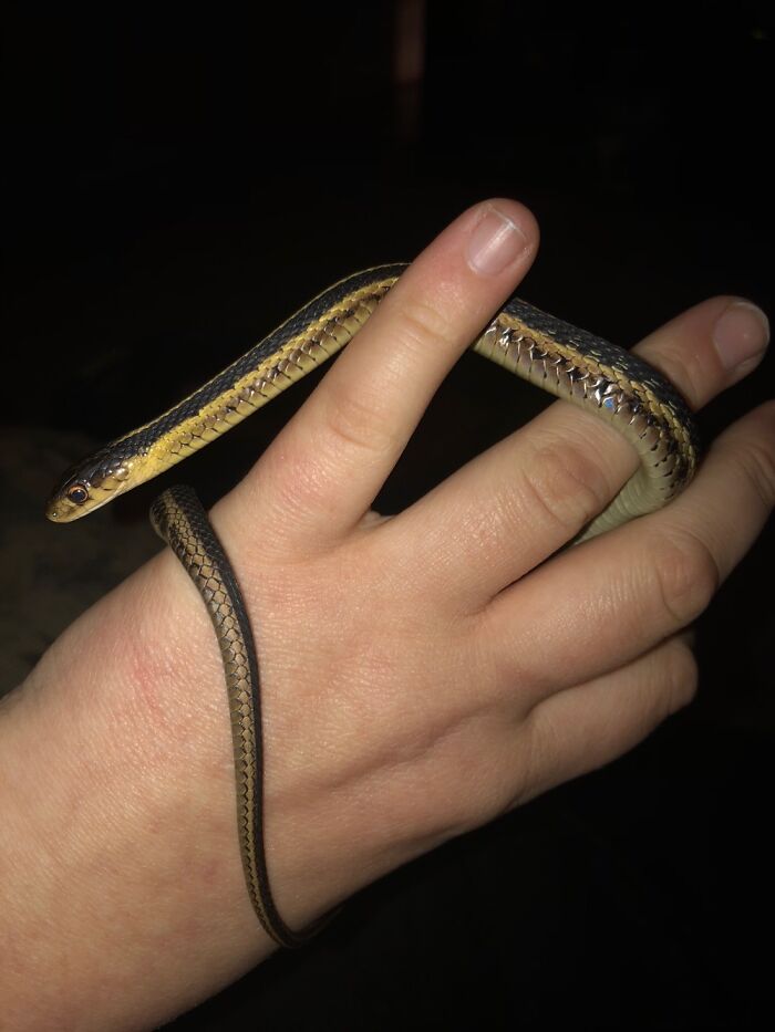 Lily Less Then A Year