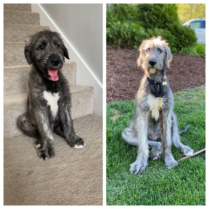 Irish Wolfhound. 2 Months To 4 Months