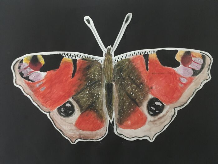 Gypsy Moth (I Think)