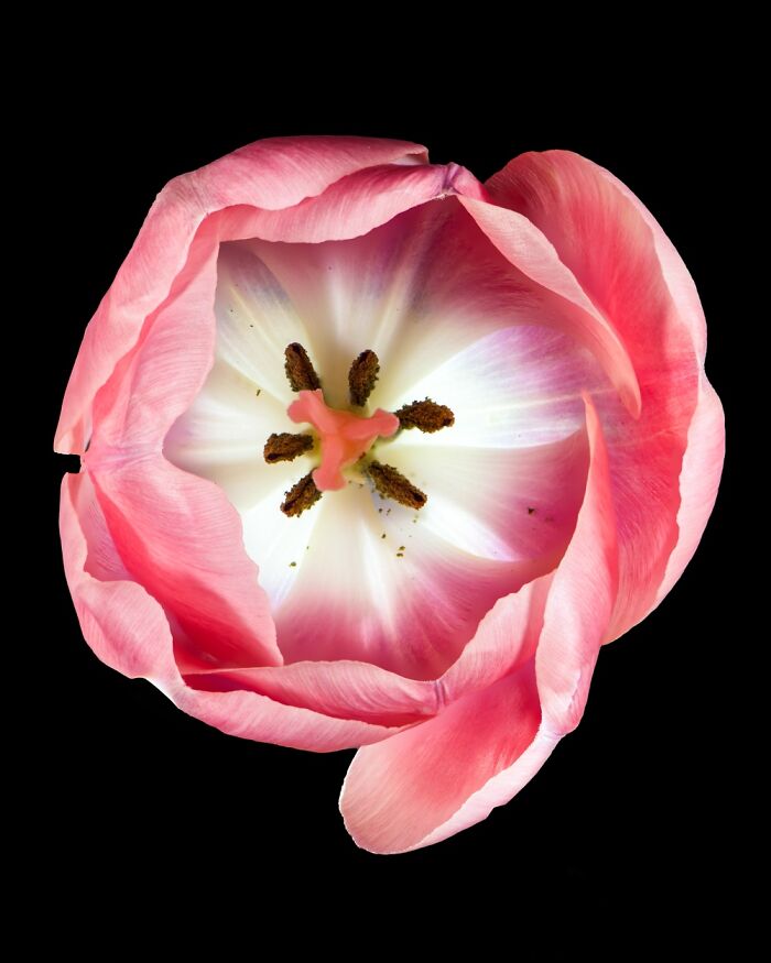 Learned Focus Stacking During The Pandemic, Here’s My First Real Attempt.