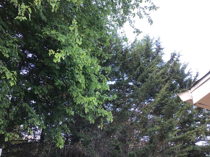 We Have A Lot Of Trees