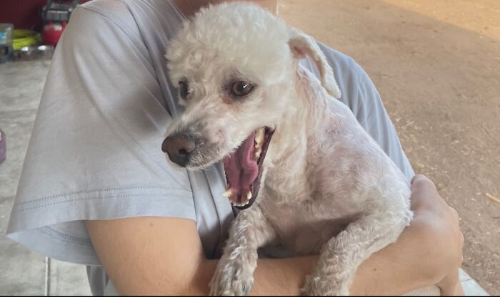 Me: Takes Picture Of Dog. Dog: Yaaaaaawn