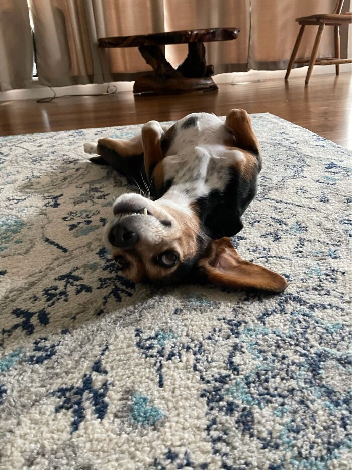 Belly Pets, Please!!!