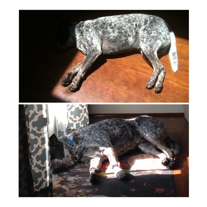 My Boy Tango (Who Sadly Passed Years Ago). Loved To Sunbathe His Body But Not His Head.