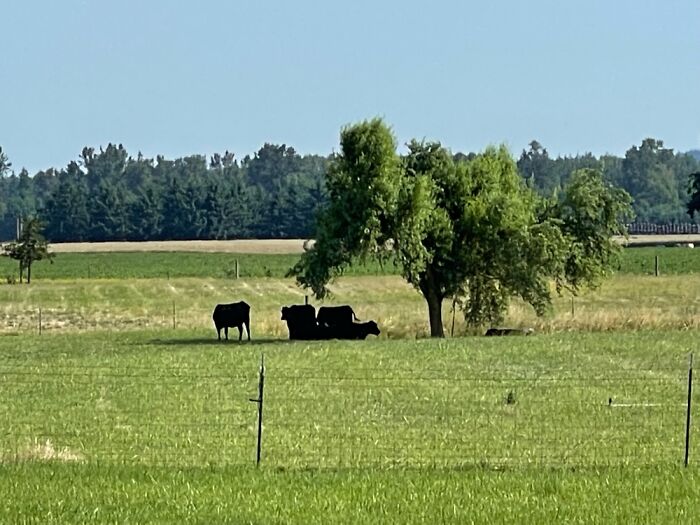 We Live On A Farm In The Pacific Nw, So Our Backyard Tends To Be Bigger Than Some.