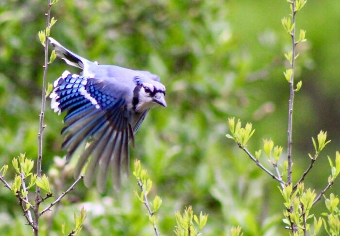 At An Audubon Nature Refuge. Took A Gazillion Tries To Get It