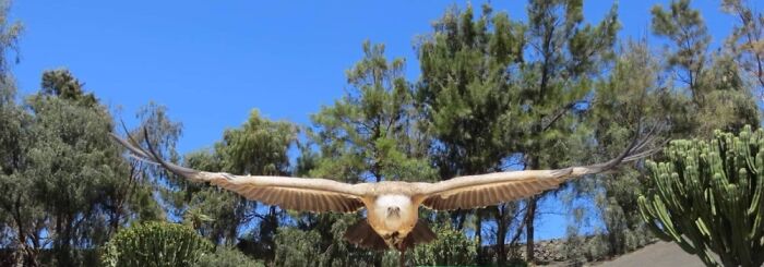 This Gorgeous Vulture Just Missed My Head.