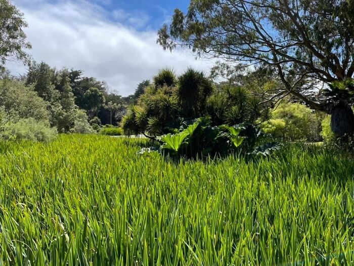 I’m Not Sure If I Should Cut The Grass Or Not. I Kinda Like It This Way.