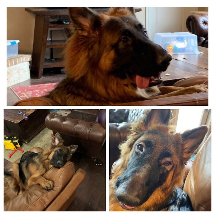 My Regal German Shepherd . He Fights Bees , Scorpions , Snakes , And Once Stole A Magic Brownie