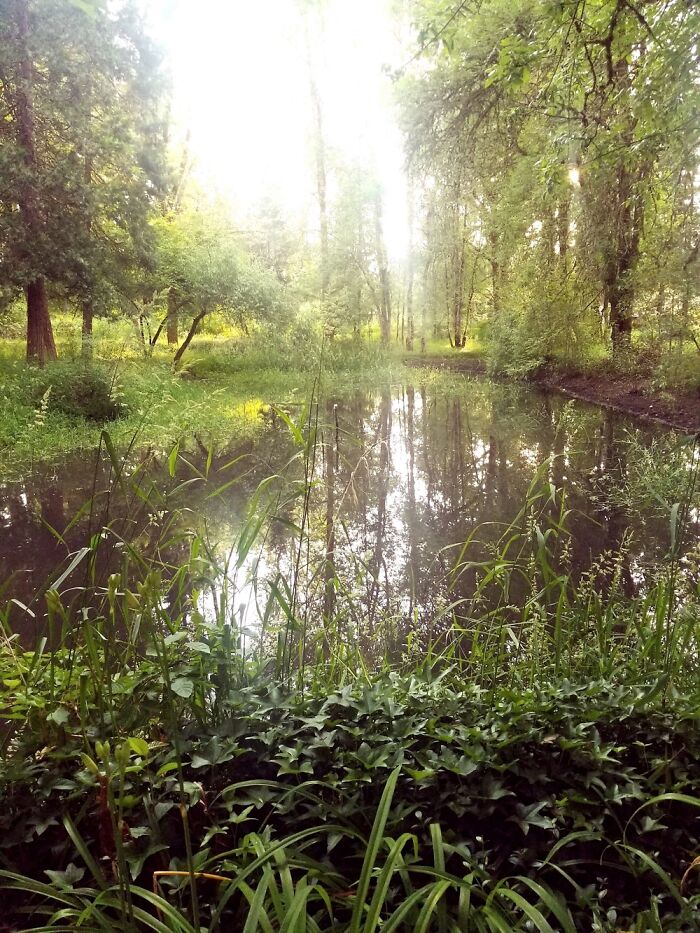 Mornings In The Pacific Northwest