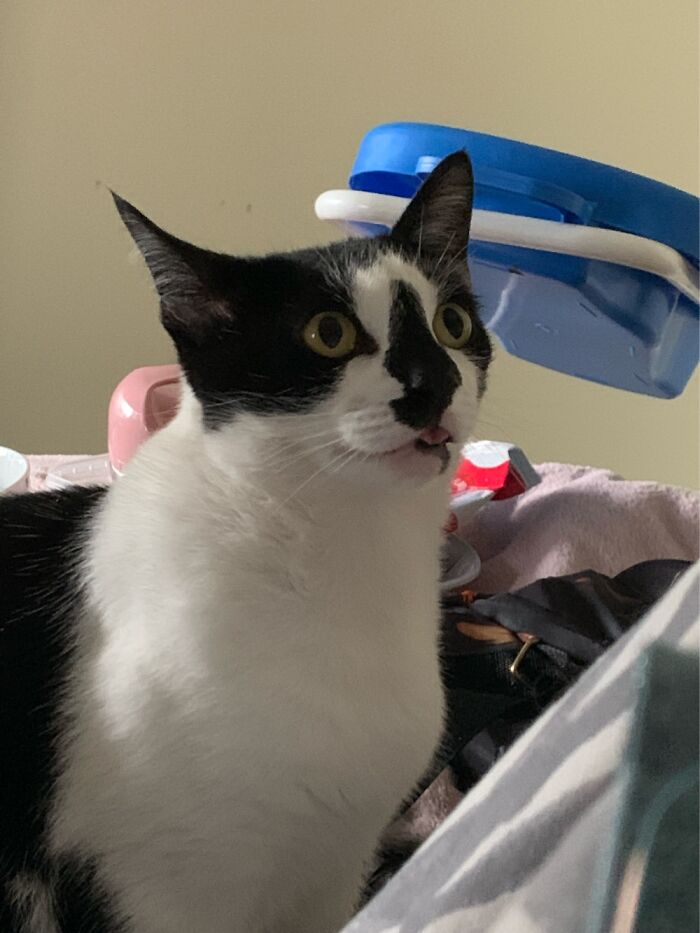 Dom Looking Intently At The Treat Jar, Tongue Out In Anticipation!