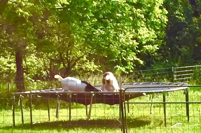 Bernice & Candy, Goats On A Trampoline
