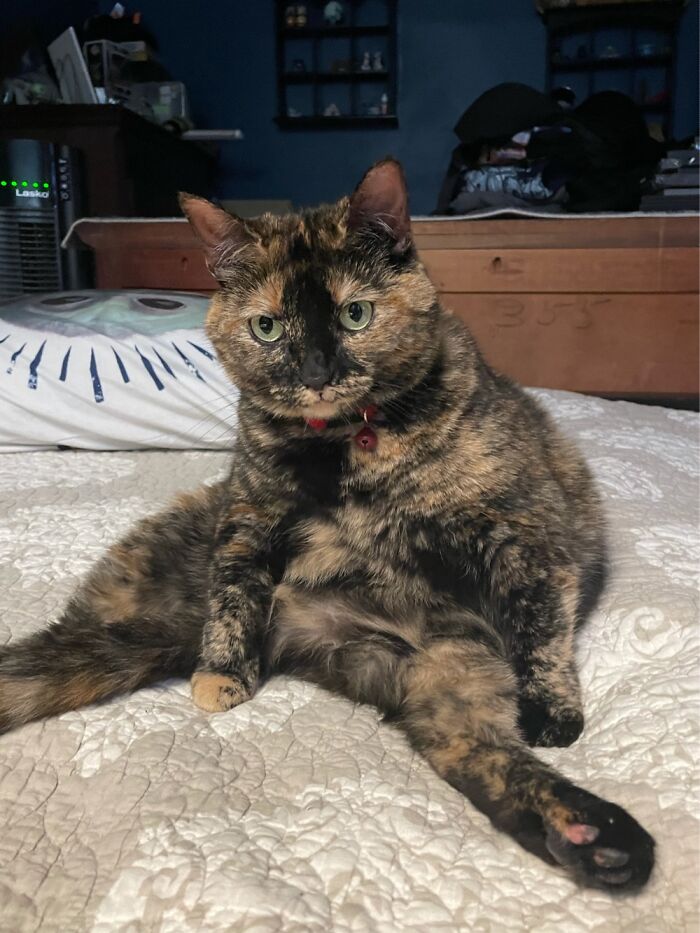 This Is Heidi. 18 Lbs Of Pure Catitude!