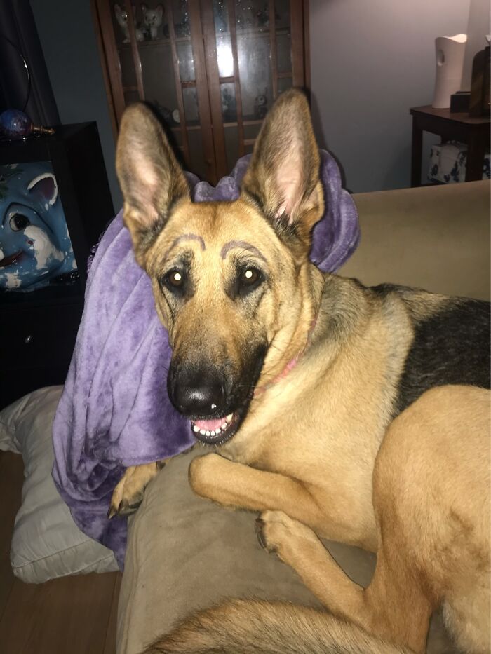 We Gave Are German Shepherd, Serenity, Eyebrows…hours Of Hilarity!