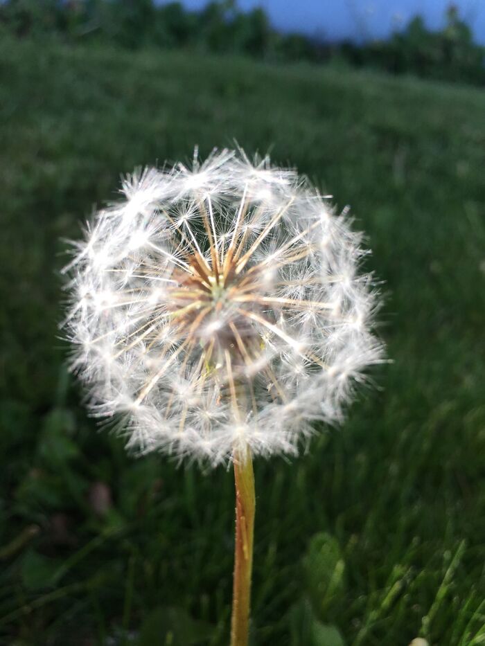 Dandelion😁