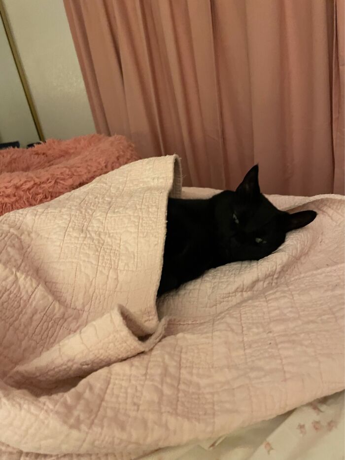 My Cat Pepper. It’s 105 Today In Las Vegas.