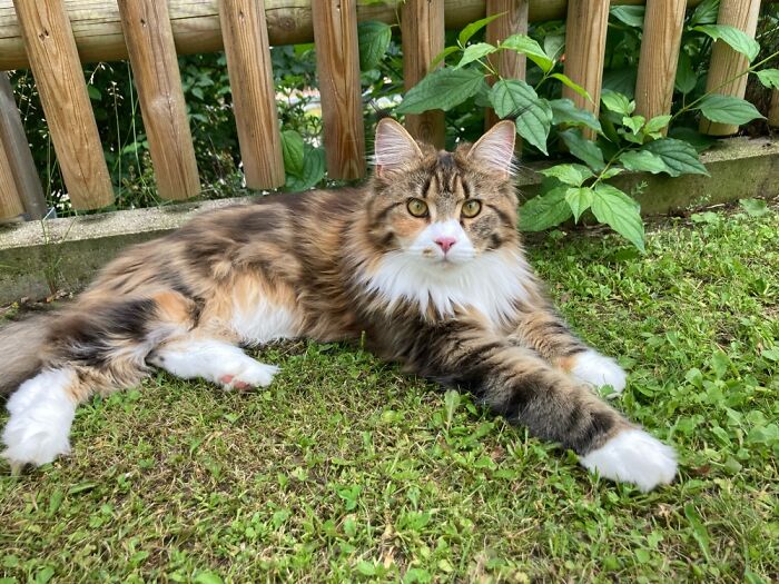 Garden Training Lilly