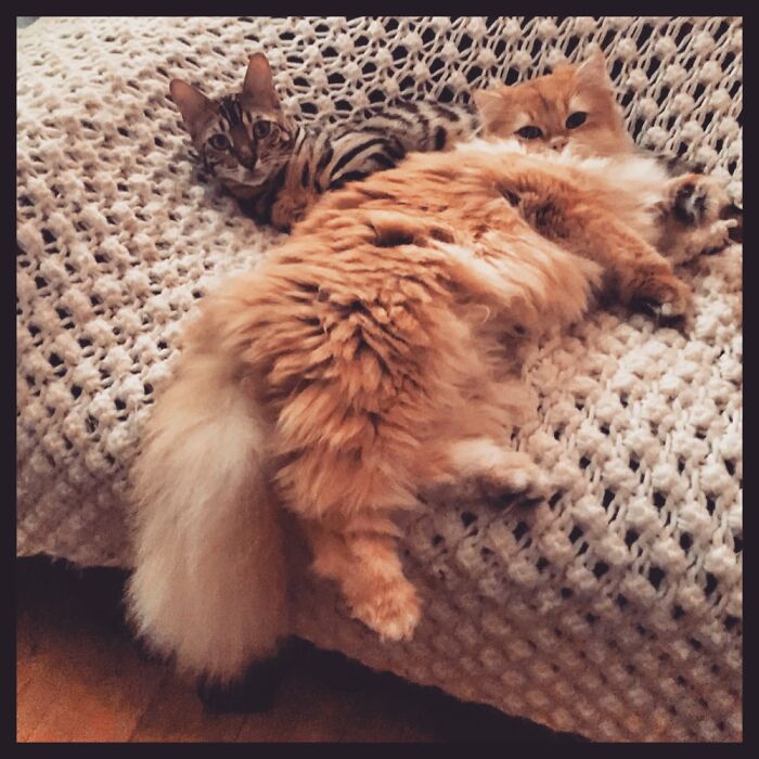 Tum-Tum And Gummi Having A Chill