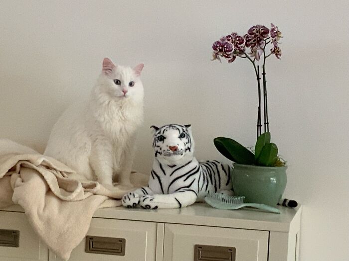 The Princess Hangs Out With Her Only Feline Friend.