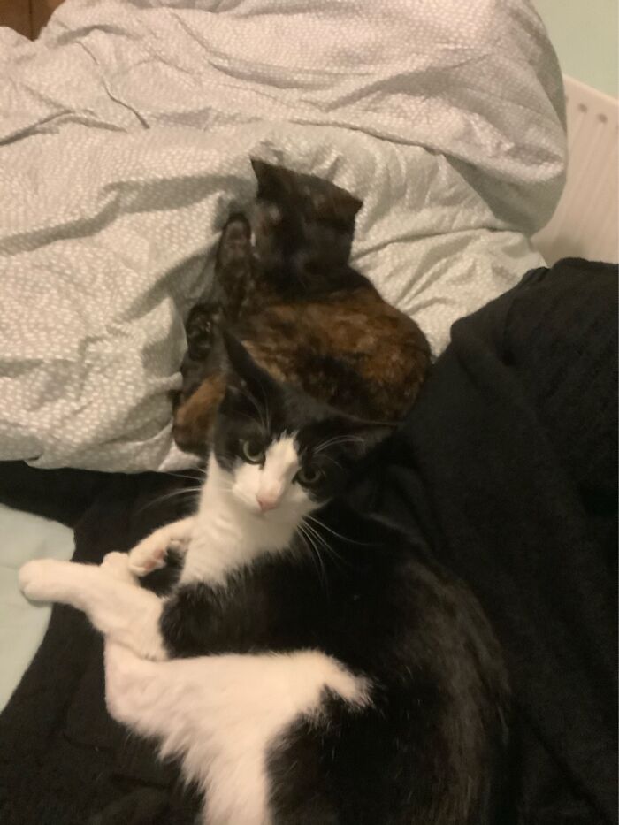 Happy International Cat Day From Bamboo And Willow!