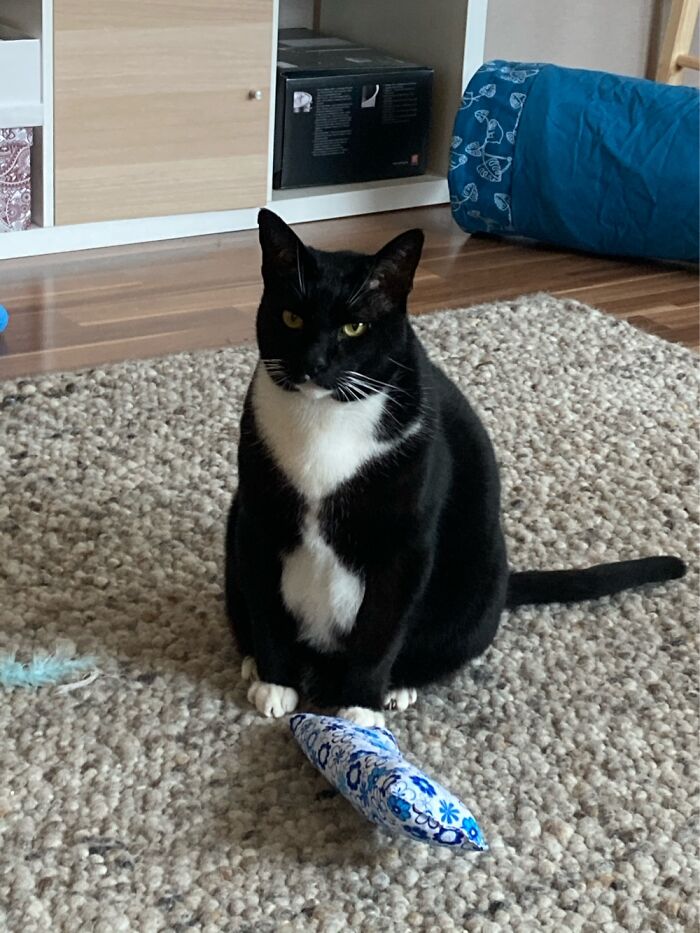 First Playtime In The New House. He Approved