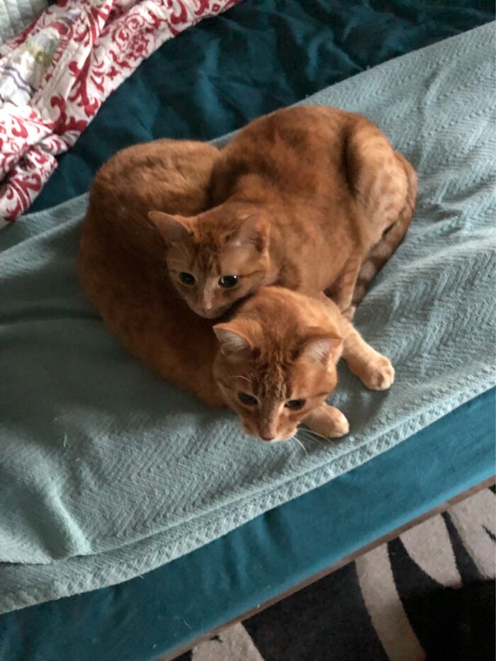 Minsc And His Wife Cercei