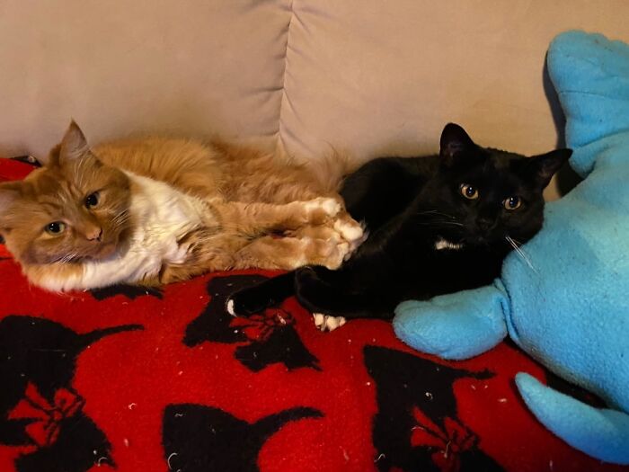 Alice (Black) And Teddy