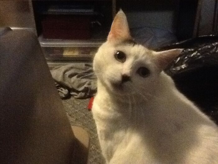 Spottie. My 5 Year Old’s Kitten.