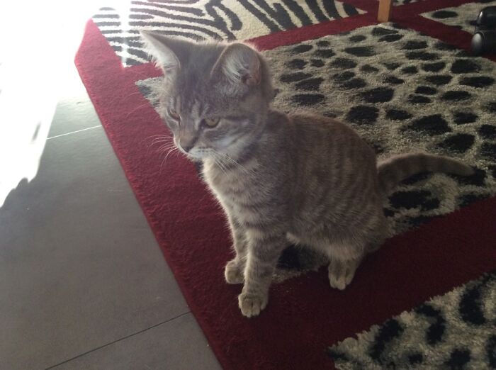 Sylvester When We Rescued Him When He Was Four Months Old.