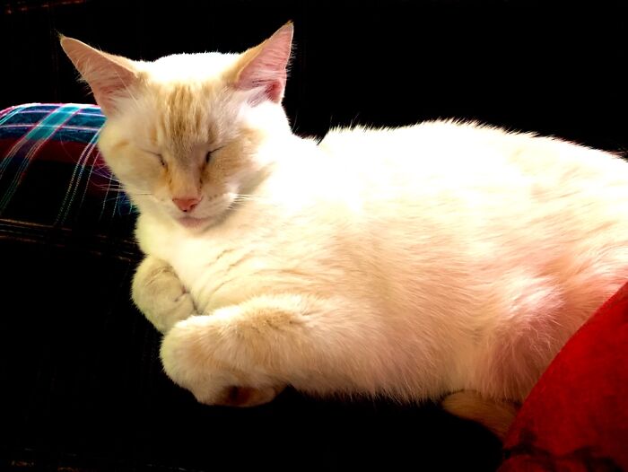 Kitton Resting After A Day Of Play!