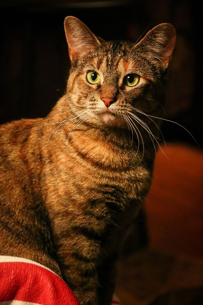 Accidental Renaissance Kitty