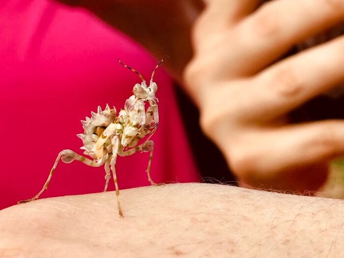 Our Hiking Buddy In Zambia